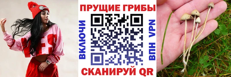 Галлюциногенные грибы мухоморы  закладка  Шуя 